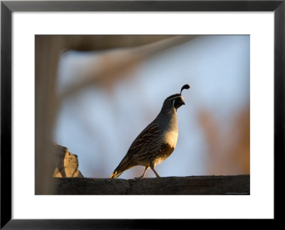 Gambel's Quail At The Omaha Zoo, Nebraska by Joel Sartore Pricing Limited Edition Print image