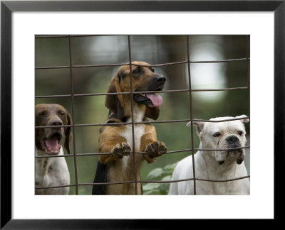 Rescued Dogs At A Wildlife Rescue Member's Home In Eastern Nebraska by Joel Sartore Pricing Limited Edition Print image