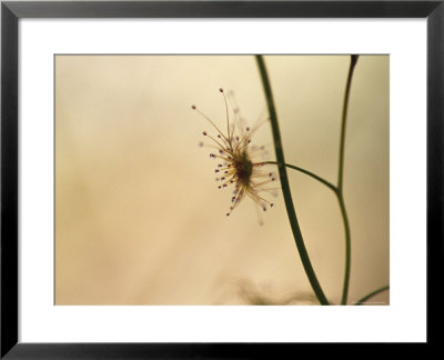 The Beautiful, Delicate And Carnivorous Tall Sundew Plant, Yellingbo Nature Reserve, Australia by Jason Edwards Pricing Limited Edition Print image