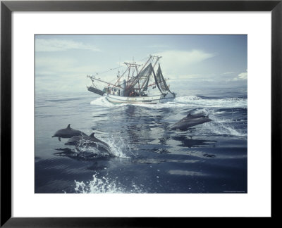 Spotted Dolphins Swim Alongside A Fishing Boat by Bill Curtsinger Pricing Limited Edition Print image