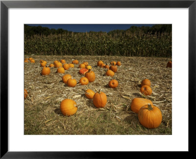 Pumpkin Patch With A Corn Field Behind It by Tim Laman Pricing Limited Edition Print image