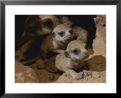 Just Waking Up, Two Meerkat Pups Crawl Away From Their Nest Into The Sunlight by Mattias Klum Pricing Limited Edition Print image