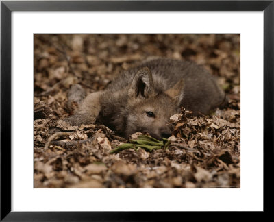 Five-Week-Old Gray Wolf Pup, Canis Lupus, Rests In A Pile Of Leaves by Jim And Jamie Dutcher Pricing Limited Edition Print image