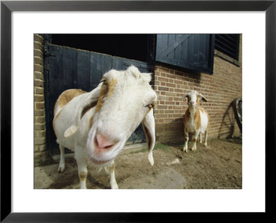 With Head Cocked, A Goat Peers Curiously At The Camera by Michael Melford Pricing Limited Edition Print image