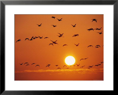 Birds In Flight Against Sunset Sky, Wattenmeer National Park, Germany by Norbert Rosing Pricing Limited Edition Print image