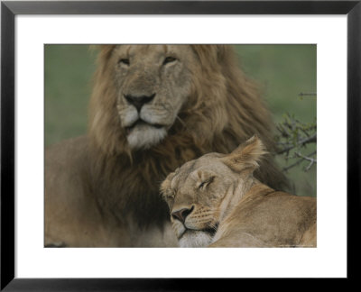 African Lion And Lioness by John Eastcott & Yva Momatiuk Pricing Limited Edition Print image