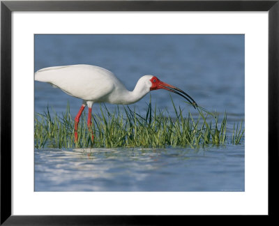 White Ibis, Breeding Plummage, Ft. Desoto, Florida by Roy Toft Pricing Limited Edition Print image