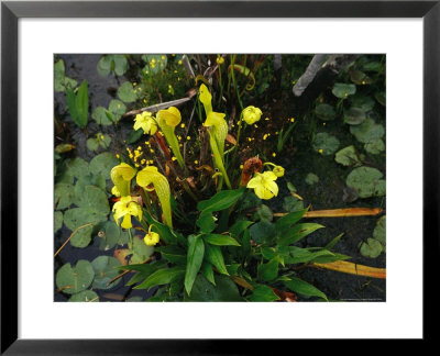 Pitcher Plants by Raymond Gehman Pricing Limited Edition Print image