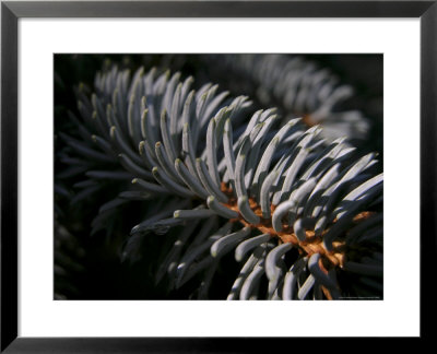 Close View Of The Needles Of A Blue Spruce Tree by White & Petteway Pricing Limited Edition Print image