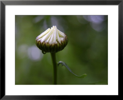 Budding Daisy, A Wildflower Of The Blue Ridge And Smoky Mountains by White & Petteway Pricing Limited Edition Print image