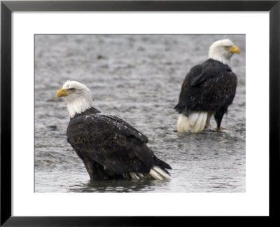 Two Bald Eagles Wait To Feed On Dead Chum Salmon, Southeast Alaska by Michael S. Quinton Pricing Limited Edition Print image