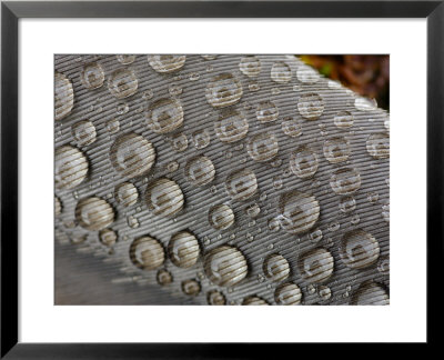 Rain Drops On A Gull Feather, South Spitsbergen National Park, Hornsund, Svalbard, Norway by Ralph Lee Hopkins Pricing Limited Edition Print image