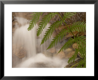 Close-Up Of Fern Growing Beside A Small Waterfall In The Forest by Phil Schermeister Pricing Limited Edition Print image