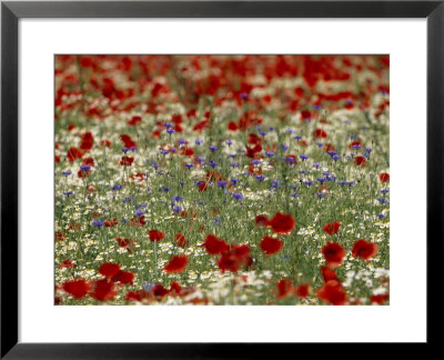 Bachelor Buttons, Poppies, And Other Flowers In Bloom by Norbert Rosing Pricing Limited Edition Print image