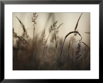 A Foggy Autumn Morning On The Kansas Prairie by Jim Richardson Pricing Limited Edition Print image