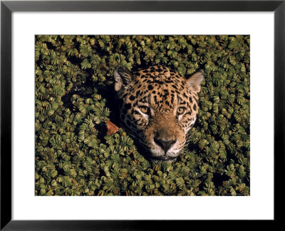 Jaguar Poking Its Head Through Plant Clogged Pool, Brazil by Dmitri Kessel Pricing Limited Edition Print image