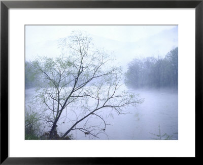 Willow Tree Rising Against Misty Cheat River Just Before Dawn by John Dominis Pricing Limited Edition Print image