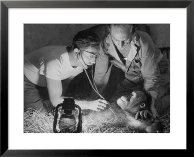 Orangutan Being Treated By Circus Veterinarian by Francis Miller Pricing Limited Edition Print image