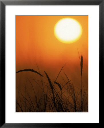 Sunset And Grass, Pt Reyes, Ca by Kyle Krause Pricing Limited Edition Print image