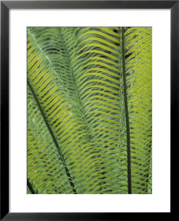 Tropical Plants, Maldives by Jon Arnold Pricing Limited Edition Print image