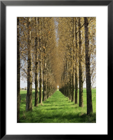 Avenue Of Trees, Haute Normandie (Normandy), France by Michael Busselle Pricing Limited Edition Print image