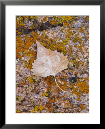 Cottonwood Leaf On Lichen Covered Rock, Alabama Hills, Eastern Sierras, California, Usa by Darrell Gulin Pricing Limited Edition Print image