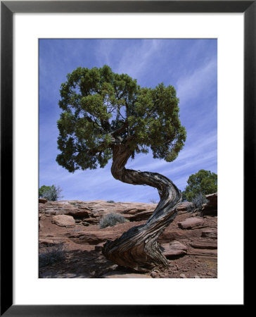 Juniper Tree With Curved Trunk, Canyonlands National Park, Utah, Usa by Jean Brooks Pricing Limited Edition Print image