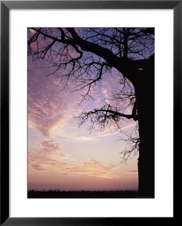 Sunset Behind Baobab Tree, Tarangire National Park, Tanzania, East Africa, Africa by James Hager Pricing Limited Edition Print image