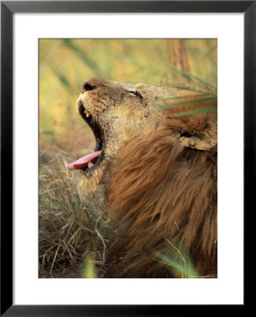 Close-Up Of A Male Lion Yawning, Mala Mala Game Reserve, Sabi Sand Park, South Africa, Africa by Sergio Pitamitz Pricing Limited Edition Print image