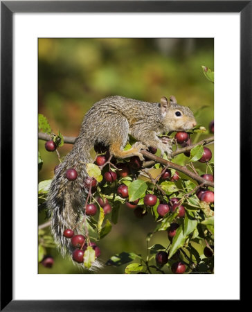 Eastern Gray Squirrel (Sciurus Carolinensis) In A Crab Apple Tree, In Captivity, Minnesota, Usa by James Hager Pricing Limited Edition Print image