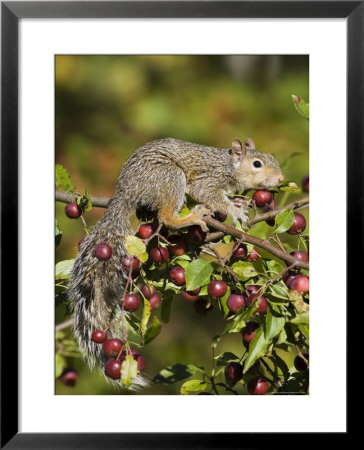 Eastern Gray Squirrel (Sciurus Carolinensis) In A Crab Apple Tree, In Captivity, Minnesota, Usa by James Hager Pricing Limited Edition Print image