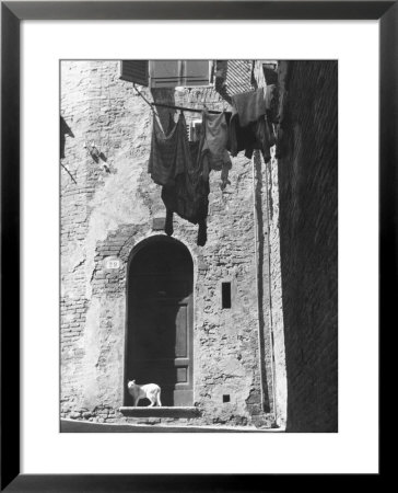 Cat And Laundry Hanging On A Street In Siena by Vincenzo Balocchi Pricing Limited Edition Print image