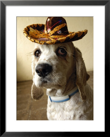 Dog Wearing Sombrero by Dan Gair Pricing Limited Edition Print image