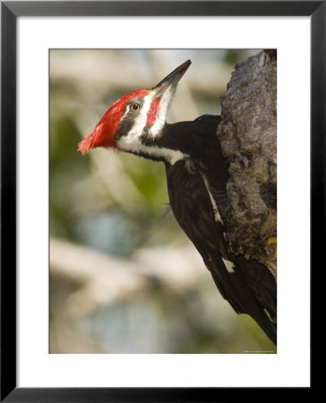 Closeup Of A Pileated Woodpecker, Sanibel Island, Florida by Tim Laman Pricing Limited Edition Print image