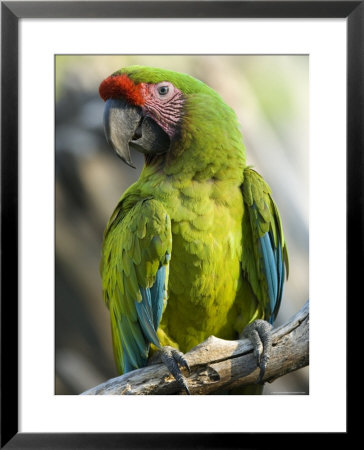 Buffon's Macaw From The Sedgwick County Zoo, Kansas by Joel Sartore Pricing Limited Edition Print image