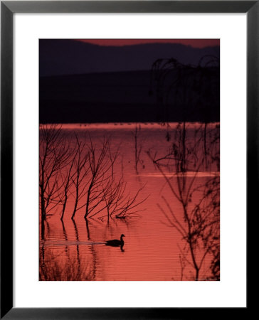 Canada Goose On A Placid Lake At Sunset, Pennsylvania by Ira Block Pricing Limited Edition Print image