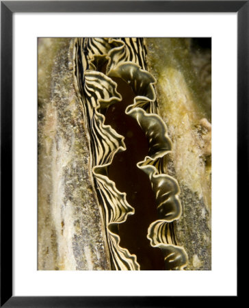 Clam With A Striped Mantle, Malapascua Island, Philippines by Tim Laman Pricing Limited Edition Print image