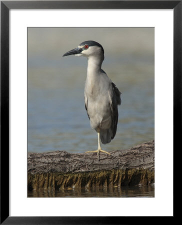 Black Crowned Night Heron Standing On One Leg, Baltimore, Maryland by George Grall Pricing Limited Edition Print image