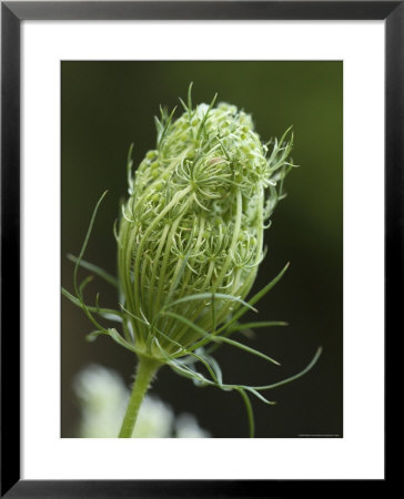 Queen Anne's Lace Unfolds by Stephen Alvarez Pricing Limited Edition Print image