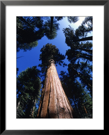 Looking Up At A Giant Sequoia Tree In The Sierras, California by Bill Hatcher Pricing Limited Edition Print image