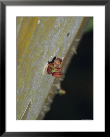 New Leaf Buds Growing On The Trunk Of A Snow Gum Eucalypt Tree, Alpine Nationals Park, Australia by Jason Edwards Pricing Limited Edition Print image