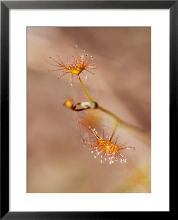 Tall Carnivorous Sundew Flower, Yellingbo Nature Reserve, Australia by Jason Edwards Pricing Limited Edition Print image