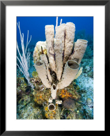 Tube Or Stove Pipe Sponge by Tim Laman Pricing Limited Edition Print image
