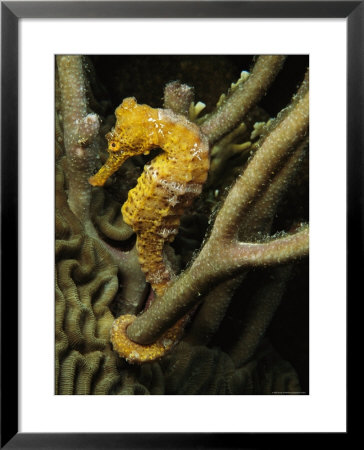 Seahorse With Tail Wrapped Around Branches by George Grall Pricing Limited Edition Print image