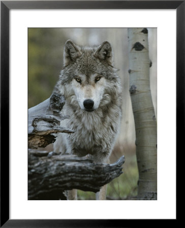 Beautiful Portrait Of A Gray Wolf, Canis Lupus by Jim And Jamie Dutcher Pricing Limited Edition Print image