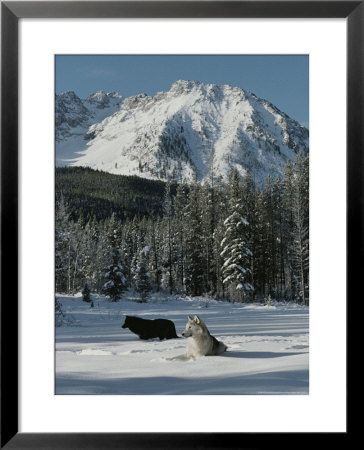 Couple Of Gray Wolves, Canis Lupus, Enjoy A Snowy Mountain Meadow by Jim And Jamie Dutcher Pricing Limited Edition Print image