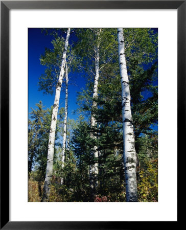 Soaring Aspen Trees In Whiteshell Provincial Park by Raymond Gehman Pricing Limited Edition Print image