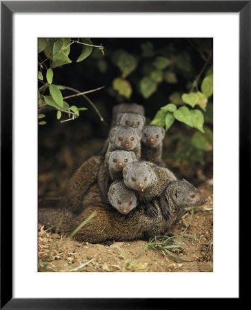 Family Of Mongooses by Mark Ross Pricing Limited Edition Print image