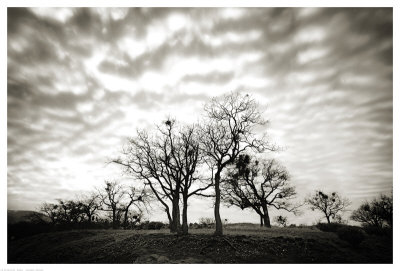 Emigrant Lake Trees by Shane Settle Pricing Limited Edition Print image