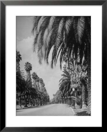 Palm Tree-Lined Street In Beverly Hills by Alfred Eisenstaedt Pricing Limited Edition Print image